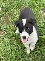 Puppy 1, a male Border Collie for sale in Erin, TN – 2 of 4