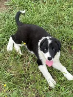 Puppy 4, a male Border Collie for sale in Erin, TN – 6 of 6