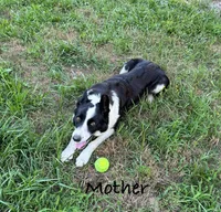 Puppy 1, a male Border Collie for sale in Erin, TN – 5 of 5