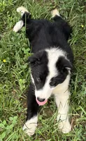 Puppy 3, a male Border Collie for sale in Erin, TN – 2 of 5