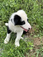 Puppy 2, a male Border Collie for sale in Erin, TN – 5 of 5