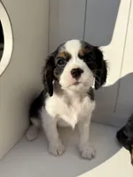 processed/2abb63cd-068b-4924-8408-57e69e38c791/listing/0847f1b0-eaf4-4953-8124-9f3f1d0cb86e/2acd8fee-b56f-440d-8545-e76c7b32f3c5