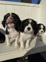 processed/2abb63cd-068b-4924-8408-57e69e38c791/listing/ade0761f-4b16-4d9e-851d-d84c56b0eeca/131b4034-b80f-4bcc-9b10-82c29c8a2188