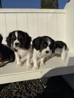 processed/2abb63cd-068b-4924-8408-57e69e38c791/listing/ade0761f-4b16-4d9e-851d-d84c56b0eeca/f9d5a2e8-96e1-4834-a1bd-2a2d889ac007