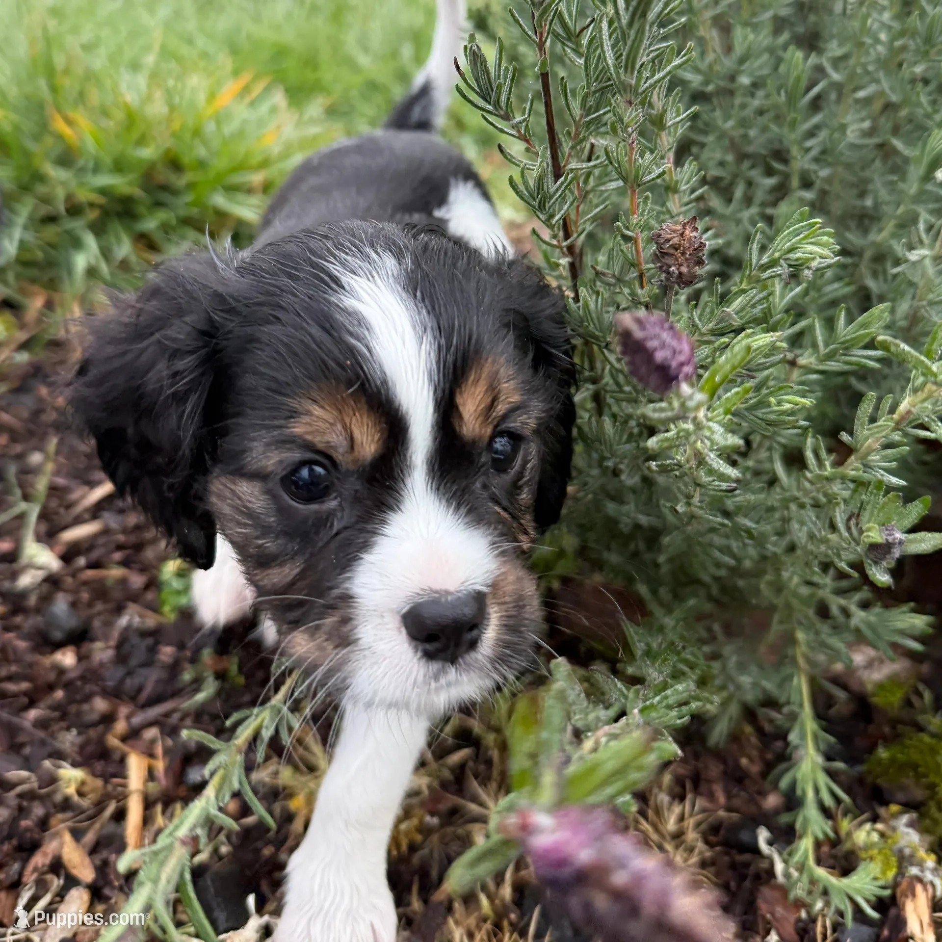Max, a male Cavalier King Charles Spaniel and Aussalier for sale in Corvallis, OR – Photo 6 of 8