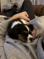 Max, a male Cavalier King Charles Spaniel and Aussalier for sale in Corvallis, OR – Photo 8 of 8