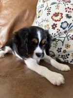 Max, a male Cavalier King Charles Spaniel and Aussalier for sale in Corvallis, OR – Photo 4 of 8