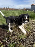 Max, a male Cavalier King Charles Spaniel and Aussalier for sale in Corvallis, OR – Photo 2 of 8