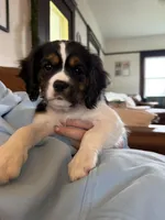 Max, a male Cavalier King Charles Spaniel and Aussalier for sale in Corvallis, OR – Photo 5 of 8