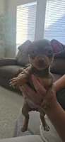 Layla, a female Chihuahua for sale in Houston, TX – 4 of 4