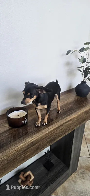 Chase – Chihuahua puppy for sale in Houston, TX
