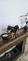 Chase, a male Chihuahua for sale in Houston, TX – 1 of 2