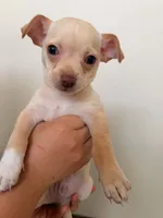 Bruno, a male Chihuahua for sale in Houston, TX – 2 of 3