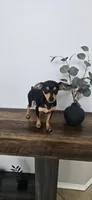 Chase, a male Chihuahua for sale in Houston, TX – 2 of 2