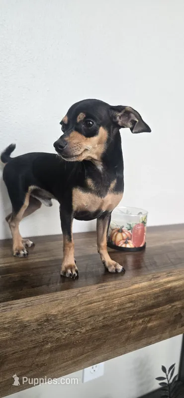 Chase – Chihuahua puppy for sale in Houston, TX