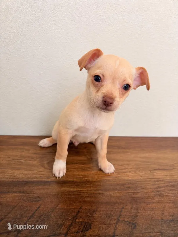Bruno – Chihuahua puppy for sale in Houston, TX