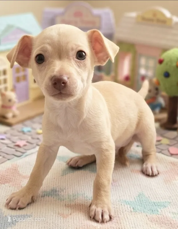 Benji – Chihuahua puppy for sale in Houston, TX