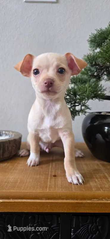 Bruno – Chihuahua puppy for sale in Houston, TX