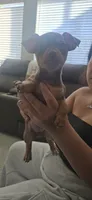 Layla, a female Chihuahua for sale in Houston, TX – 3 of 4