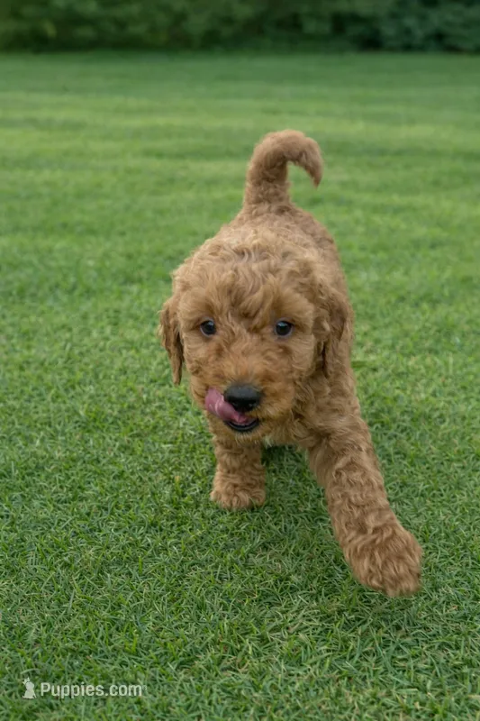 Grey Collar Multigen Golden Aussiedoodle