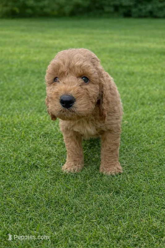 Orange Collar Multigen Golden Aussiedoodle