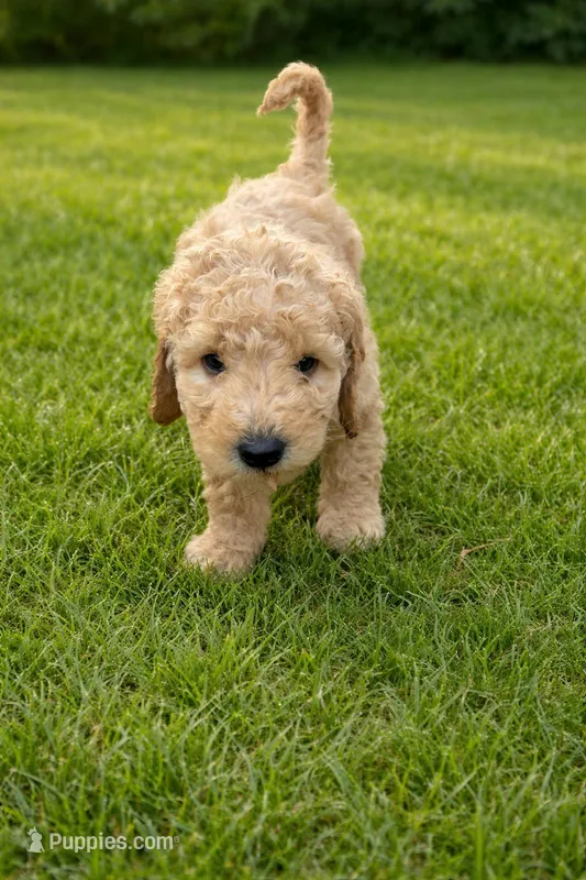 Black Collar Multigen Golden Aussiedoodle