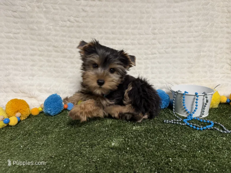 Smudge – Yorkshire Terrier puppy for sale in Brighton, MO