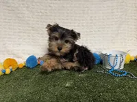 Smudge, a male Yorkshire Terrier for sale in Brighton, MO – 1 of 6