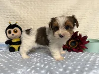 Sylvester , a male Yorkshire Terrier for sale in Brighton, MO – 2 of 9
