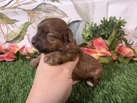 Stella, a female Yorkshire Terrier for sale in Brighton, MO – 5 of 6