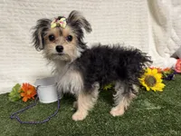 Tickles , a female Morkie for sale in Brighton, MO – 5 of 8