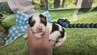 Sylvester , a male Yorkshire Terrier for sale in Brighton, MO – 3 of 9