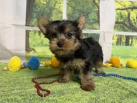 Stephen , a male Yorkshire Terrier for sale in Brighton, MO – 5 of 9