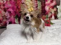 Goldie, a female Yorkshire Terrier for sale in Brighton, MO – 5 of 7