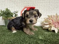 Rain, a male Yorkshire Terrier for sale in Brighton, MO – 10 of 10