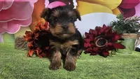 Kadden, a male Yorkshire Terrier for sale in Brighton, MO – Photo 1 of 2