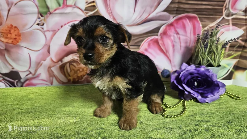 Kadden – Yorkshire Terrier puppy for sale in Brighton, MO