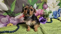Kadden, a male Yorkshire Terrier for sale in Brighton, MO – Photo 2 of 6