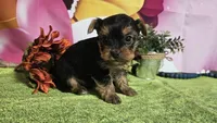 Kadden, a male Yorkshire Terrier for sale in Brighton, MO – Photo 2 of 2