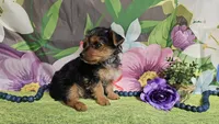 Kadden, a male Yorkshire Terrier for sale in Brighton, MO – Photo 5 of 6