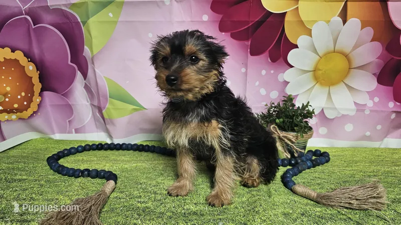 Kadden – Yorkshire Terrier puppy for sale in Brighton, MO