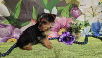 Kadden, a male Yorkshire Terrier for sale in Brighton, MO – Photo 4 of 6