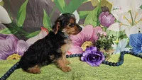 Kadden, a male Yorkshire Terrier for sale in Brighton, MO – Photo 6 of 6