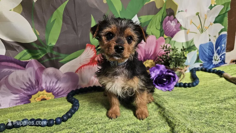 Kadden – Yorkshire Terrier puppy for sale in Brighton, MO