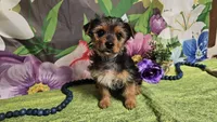 Kadden, a male Yorkshire Terrier for sale in Brighton, MO – Photo 1 of 6