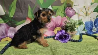 Kadden, a male Yorkshire Terrier for sale in Brighton, MO – Photo 3 of 6