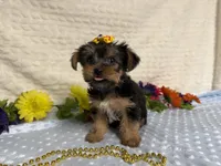Ceci, a female Yorkshire Terrier for sale in Brighton, MO – 3 of 10
