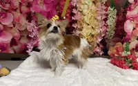 Goldie, a female Yorkshire Terrier for sale in Brighton, MO – 1 of 7