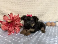 Candice , a female Yorkshire Terrier for sale in Brighton, MO – 6 of 7