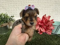 Heidi, a female Yorkshire Terrier for sale in Brighton, MO – 5 of 7